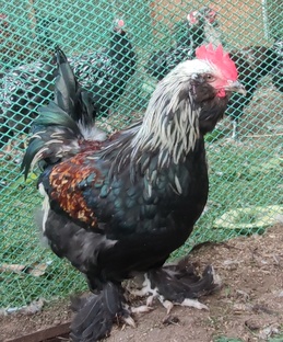 Птица