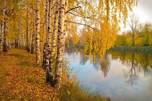 Золотая осень на Вятке.