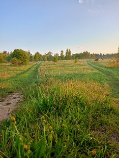 Дикая природа, лес... Случайные встречи