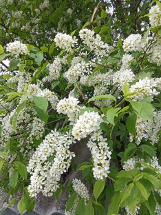 Любовь и радость