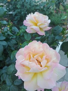 Санаторий Алушта 2022.