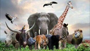 Животные