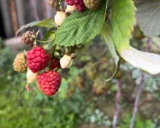 Ягодка - малинка и другие садовые вкусняшки 