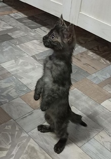 В мире наших животных