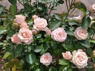 Сад на Сиве