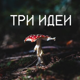 О мухоморах 