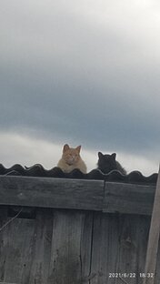 Наши друзья