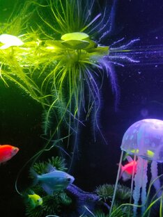 Аквариумы. тернеции, улитки, креветки, петушок