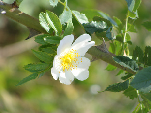 Огородная теория и практика
