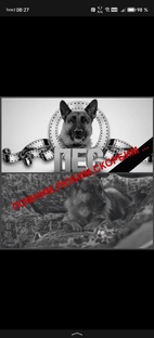 Моменты из пса 