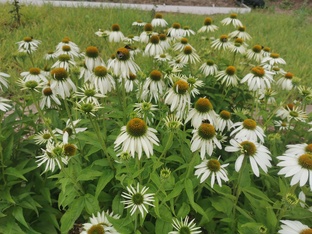 Цветники из семян