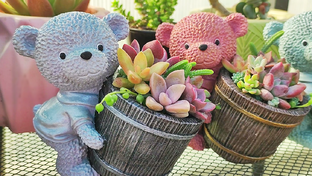 Горшочки из гипса для суккулентов