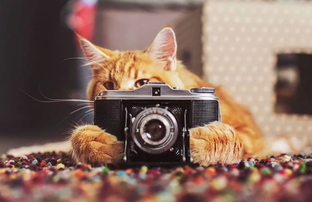 Фотоподборки