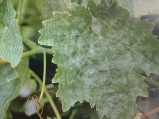 Мучнистые росы ( истинная и ложная).