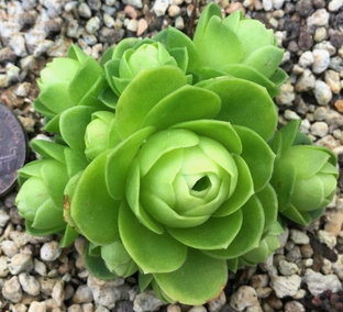 Greenovia dodrantalis (Гриновия равная, или Додренталис)