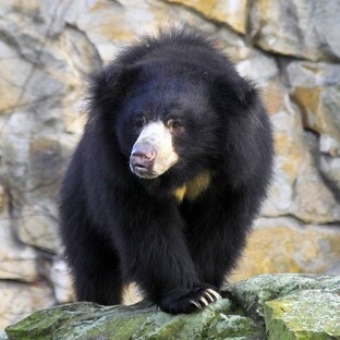 Медведь-губач: загадка джунглей с необычной улыбкой