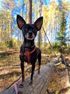 Дейзи на прогулке