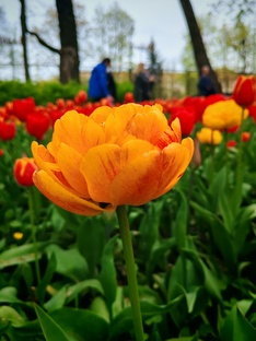 Цветущий май