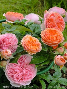 Розы первогодки.