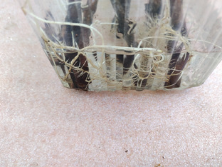 Проращивание корней на воде 