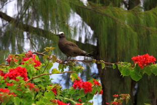 Сейшелиада