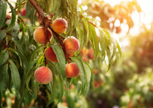 Летние рецепты 