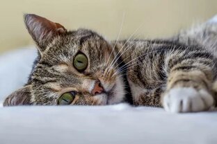 Кошки
