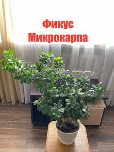 Фикус Микрокарпа