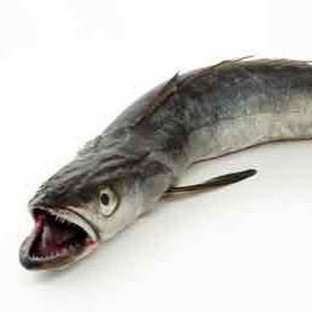 Хек: тайны глубин и секреты выживания в океане