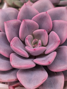 Graptoveria/Граптоверия