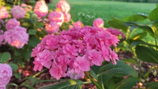 Гортензии