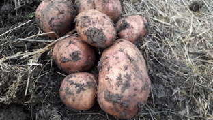 Видео об овощах