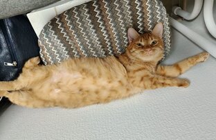 Кошачья Радость
