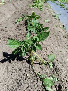 Пирошка Элита