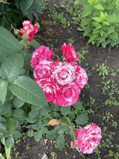 Темы статей о платформе дзен.