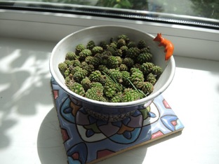 Варенье из сосновых шишек