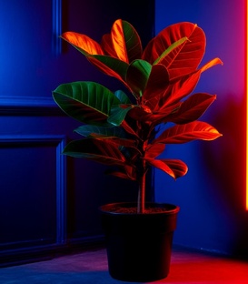 Психология и фикусы