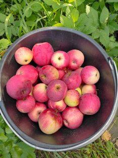 Плоды раздумий 