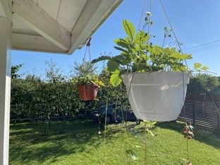 Дачные дела