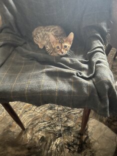 Кот ФЛОКИ