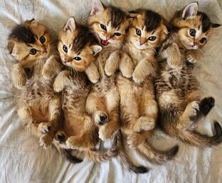 Мои 8 котов.