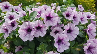 Однолетники