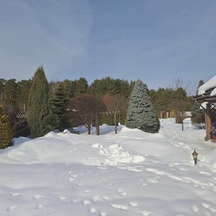 Один год в моем саду. 2026