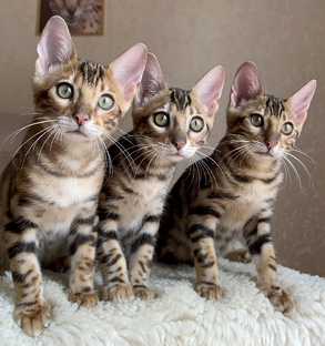 Котята, открытые к резерву