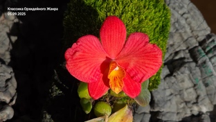 ПРОЧИЕ ВИДЫ ОРХИДЕЙ