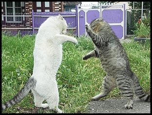 Смешные фото