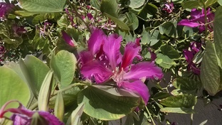 Экзотика со всего мира