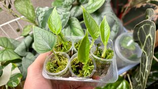 Проращивание клубней алоказии Мело