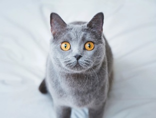 Ох уж эти кошки...