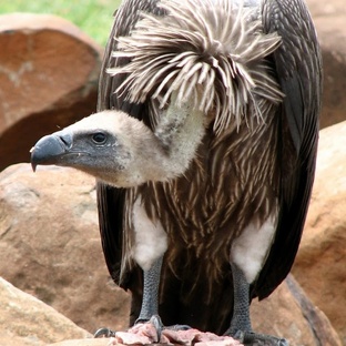 Гриф: повелитель небес и падших звёзд